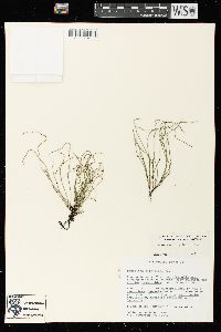 Equisetum scirpoides image