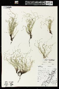 Equisetum scirpoides image