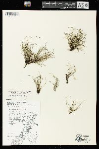 Equisetum scirpoides image