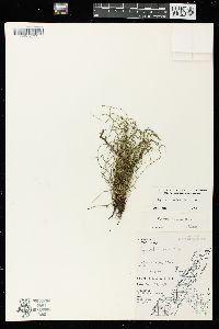 Equisetum scirpoides image