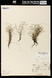 Equisetum scirpoides image
