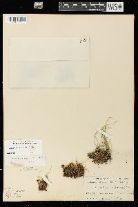 Equisetum scirpoides image