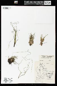 Equisetum scirpoides image