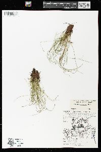 Equisetum scirpoides image