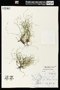 Equisetum scirpoides image