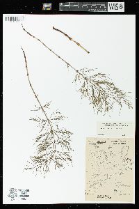 Equisetum sylvaticum image