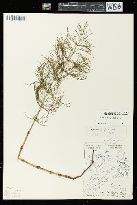 Equisetum sylvaticum image