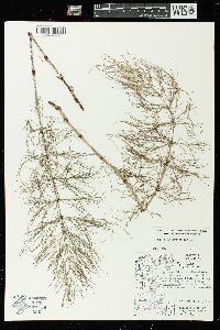 Equisetum sylvaticum image