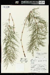 Equisetum sylvaticum image