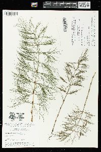 Equisetum sylvaticum image