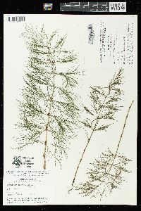 Equisetum sylvaticum image