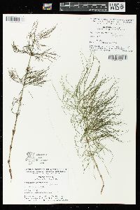 Equisetum sylvaticum image