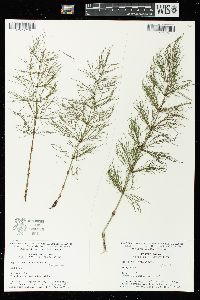 Equisetum sylvaticum image