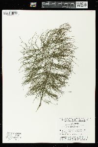 Equisetum sylvaticum image