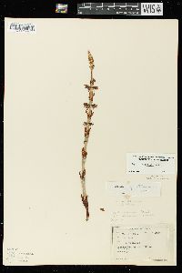 Equisetum sylvaticum image