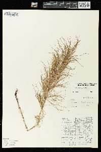 Equisetum sylvaticum image