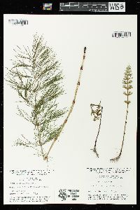 Equisetum sylvaticum image