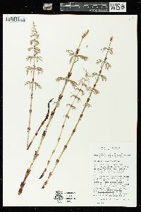 Equisetum sylvaticum image