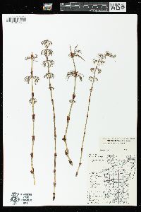 Equisetum sylvaticum image