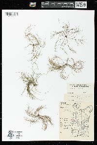 Equisetum sylvaticum image