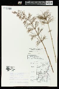 Equisetum sylvaticum image