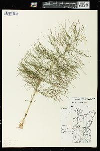 Equisetum sylvaticum image