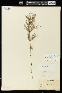 Equisetum sylvaticum image