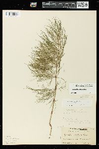 Equisetum sylvaticum image