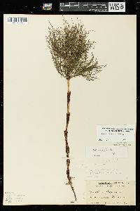 Equisetum sylvaticum image