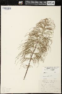 Equisetum sylvaticum image