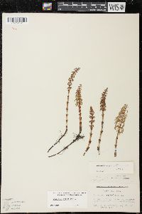 Equisetum sylvaticum image