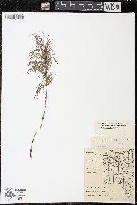 Equisetum sylvaticum image