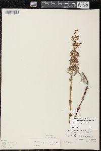 Equisetum sylvaticum image