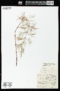 Equisetum sylvaticum image