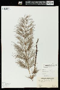 Equisetum sylvaticum image