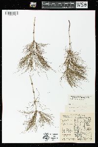 Equisetum sylvaticum image