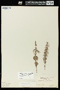 Equisetum sylvaticum image