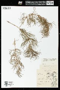 Equisetum sylvaticum image