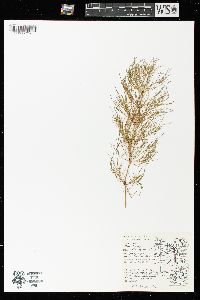 Equisetum sylvaticum image