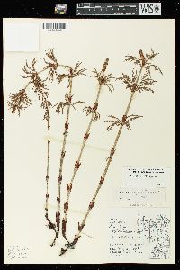 Equisetum sylvaticum image