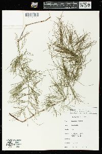 Equisetum sylvaticum image