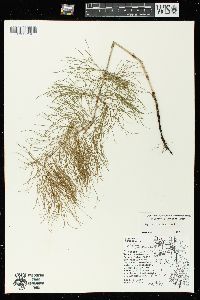 Equisetum sylvaticum image