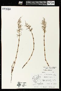 Equisetum sylvaticum image