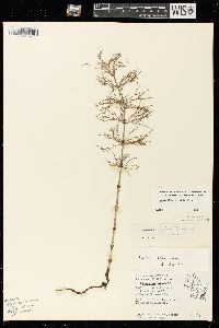 Equisetum sylvaticum image