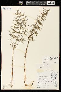 Equisetum sylvaticum image