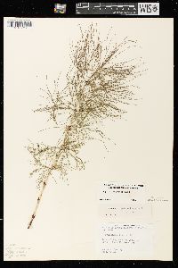 Equisetum sylvaticum image