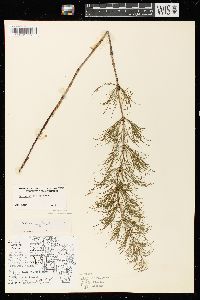 Equisetum sylvaticum image