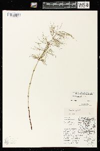 Equisetum sylvaticum image