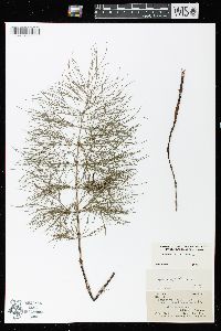 Equisetum sylvaticum image