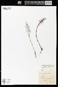 Equisetum sylvaticum image